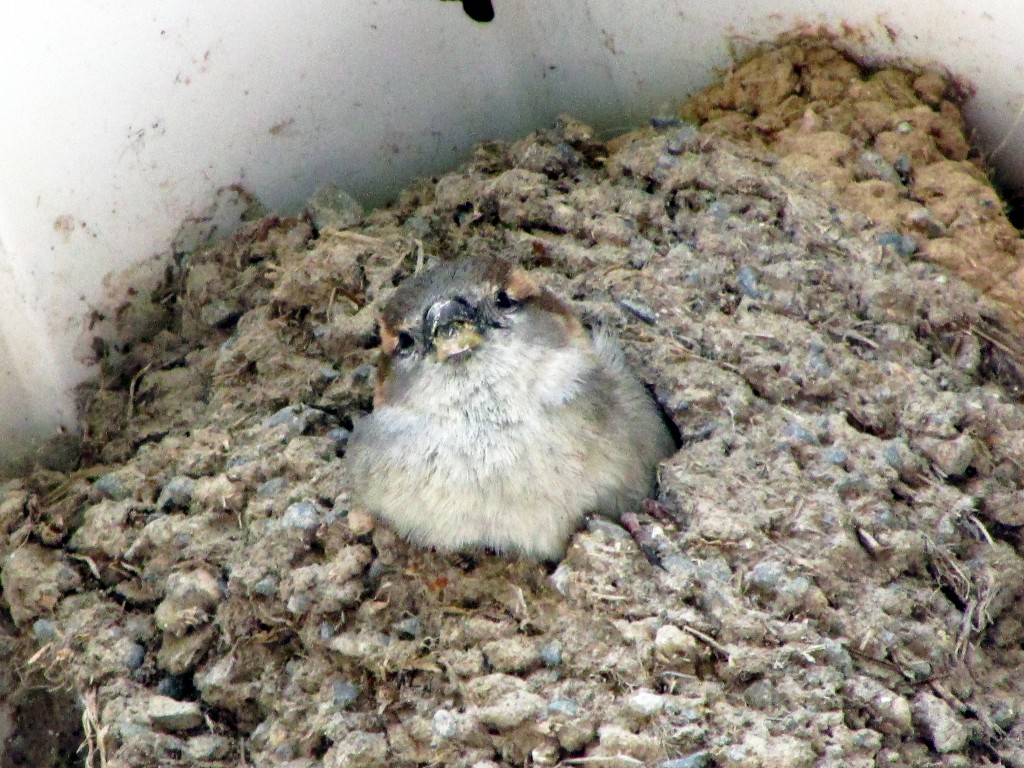 Rebecca Hourihan (1)